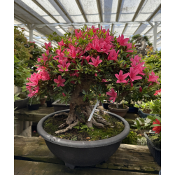 Azalea Korin I-7762 foto nueva