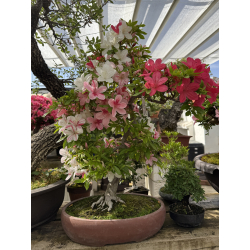 Azalea Kirakiraboshi I-7952 nueva foto