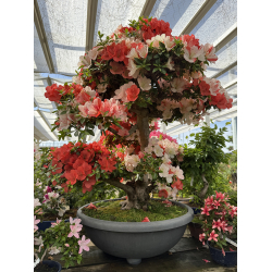 Azalea Asazakura I-8015 new picture