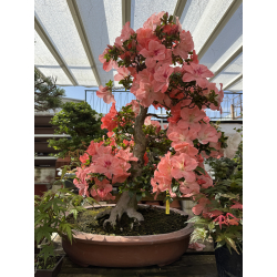 Azalea Yamato-no-kagayaki I-8043 nueva foto