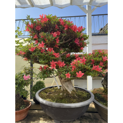 Azalea Hikorin I-8055 new picture