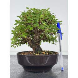 Zelkova nire I-8074