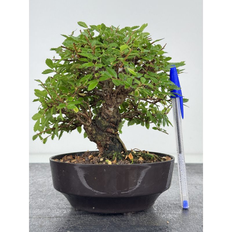 Zelkova nire I-8074