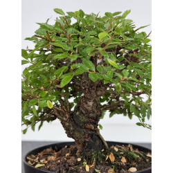 Zelkova nire I-8074 vista 2