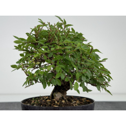 Zelkova nire I-8074 vista 3