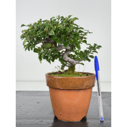 Chaenomeles chojubai I-8080
