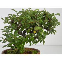 Chaenomeles chojubai I-8080 vista 3