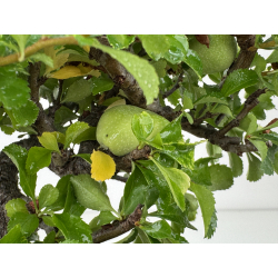 Chaenomeles chojubai I-8080 vista 4