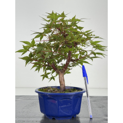 Acer palmatum deshojo I-8090