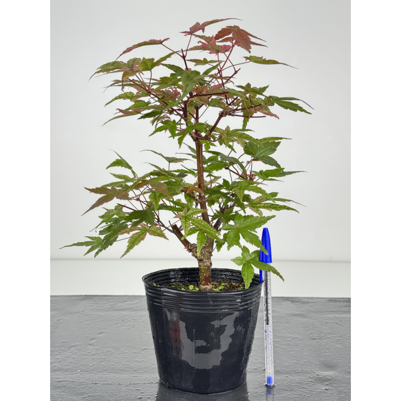 Acer palmatum deshojo I-8096 Acer palmatum deshojo I-8096