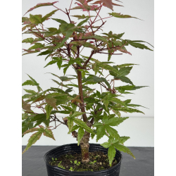 Acer palmatum deshojo I-8096 vista 2