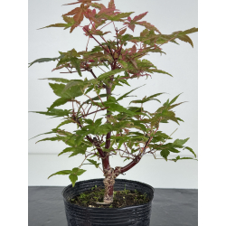 Acer palmatum deshojo I-8096 vista 3
