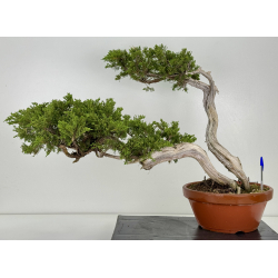 Juniperus sabina A01196
