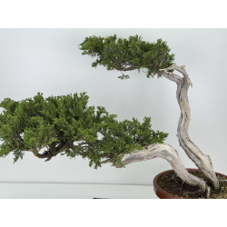 Juniperus sabina A01196 view 2