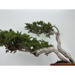 Juniperus sabina A01196 view 3