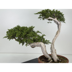 Juniperus sabina A01196 view 4