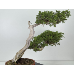 Juniperus sabina A01196 view 5