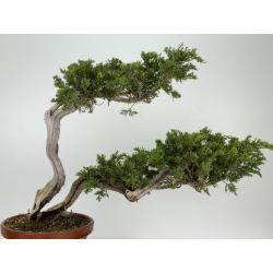 Juniperus sabina A01196 view 6