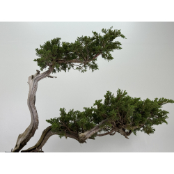 Juniperus sabina A01196 view 7