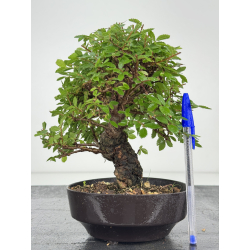 Zelkova nire I-8075