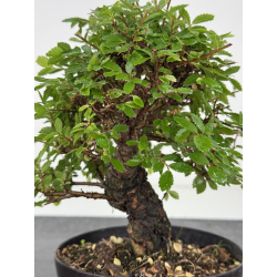 Zelkova nire I-8075 vista 2