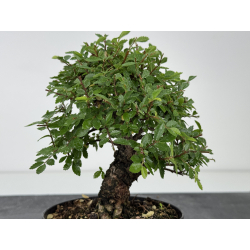 Zelkova nire I-8075 vista 3