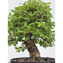 Zelkova nire I-8076 vista 2