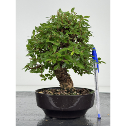 Zelkova nire I-8076