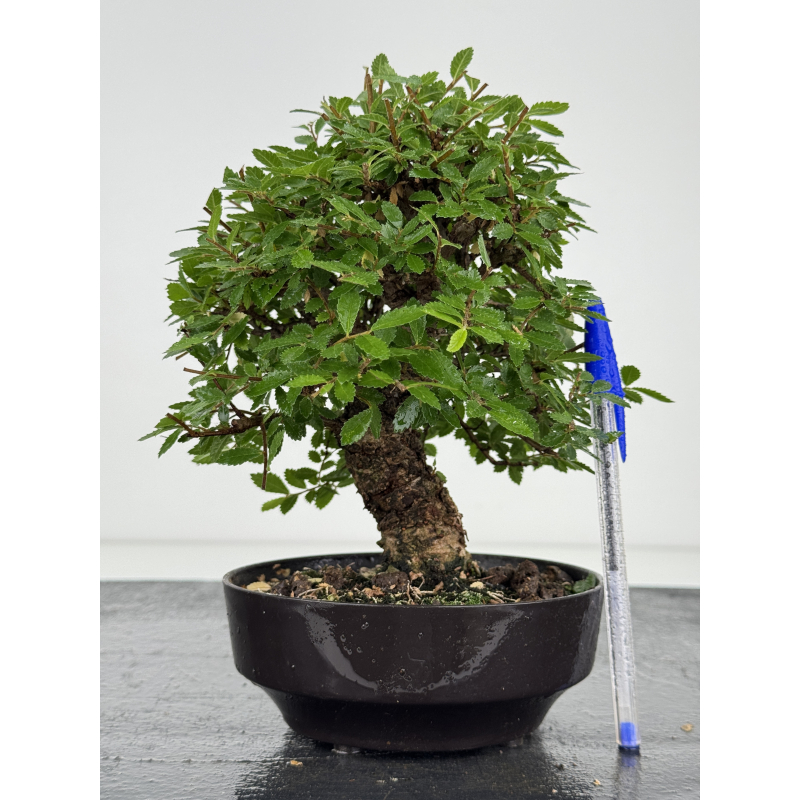 Zelkova nire I-8076