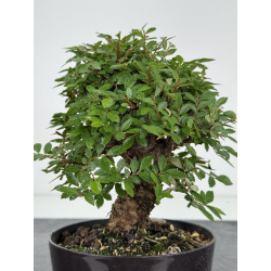 Zelkova nire I-8076 vista 3