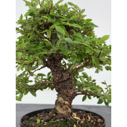 Zelkova nire I-8077 vista 2