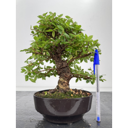 Zelkova nire I-8077