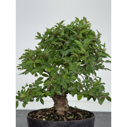 Zelkova nire I-8077 vista 3