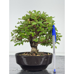 Zelkova nire I-8078