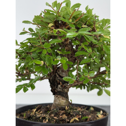 Zelkova nire I-8078 vista 2
