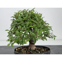 Zelkova nire I-8078 vista 3