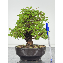 Zelkova nire I-8079