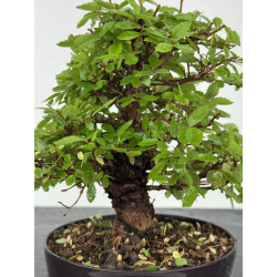 Zelkova nire I-8079 vista 2