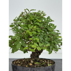 Zelkova nire I-8079 vista 3