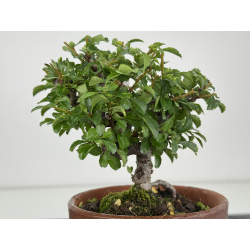 Chaenomeles chojubai I-8081 vista 3