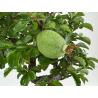 Chaenomeles chojubai I-8083 vista 4
