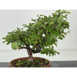 Chaenomeles chojubai I-8084 vista 2