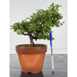 Chaenomeles chojubai I-8084