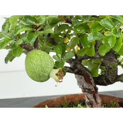 Chaenomeles chojubai I-8084 vista 3