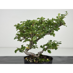 Chaenomeles chojubai I-8088 vista 3