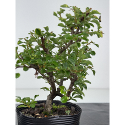 Chaenomeles chojubai I-8089 vista 2