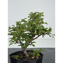 Chaenomeles chojubai I-8089 vista 3