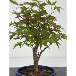 Acer palmatum deshojo I-8091 vista 2