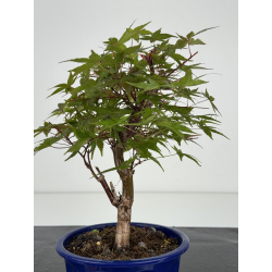 Acer palmatum deshojo I-8091 vista 3