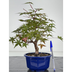 Acer palmatum deshojo I-8092